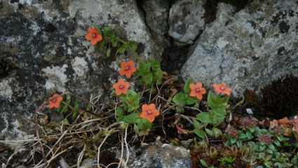 Scarlet Pimpernel Anagallis arvensis