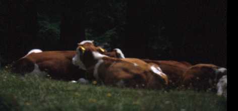 Cows