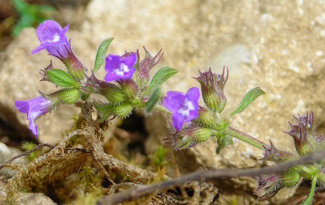 basil thyme Clinopodium acinos