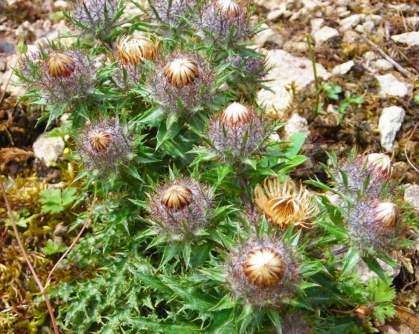 carline thistle Carlina vulgaris