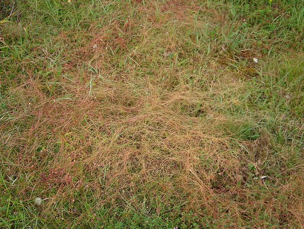 dodder mat Cuscuta epithymum