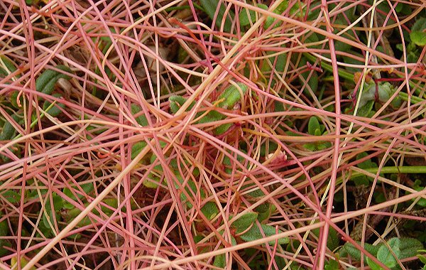 dodder threads Cuscuta epithymum