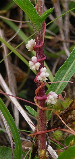 dodder twining Cuscuta epithymum