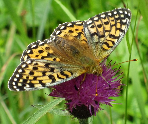 dark green fritillary Argynnis aglaja underside