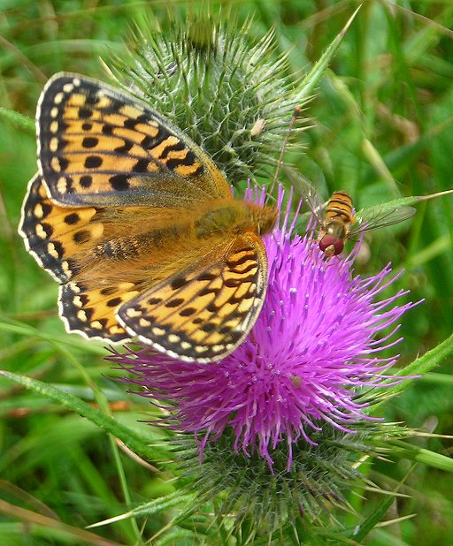 dark green fritillary Argynnis aglaja