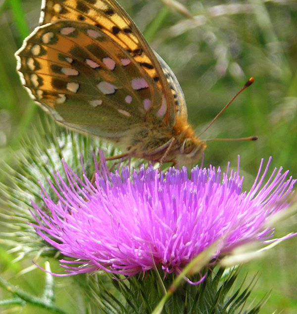 dark green fritillary Argynnis aglaja underside