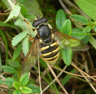 hoverfly Sericomyia silentis