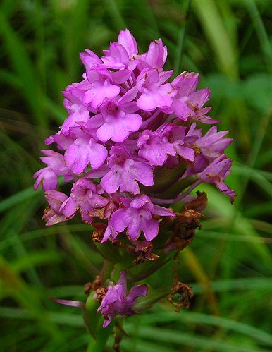 pyramidal orchid Anacamptis pyramidalis