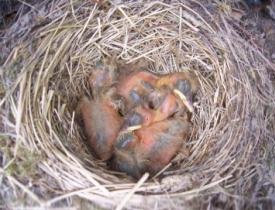 photo of ouzel nest