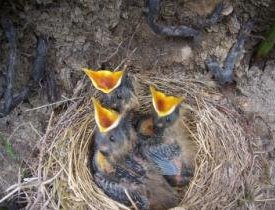 ring ouzel chicks