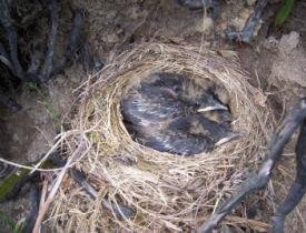 photo of ouzel nest