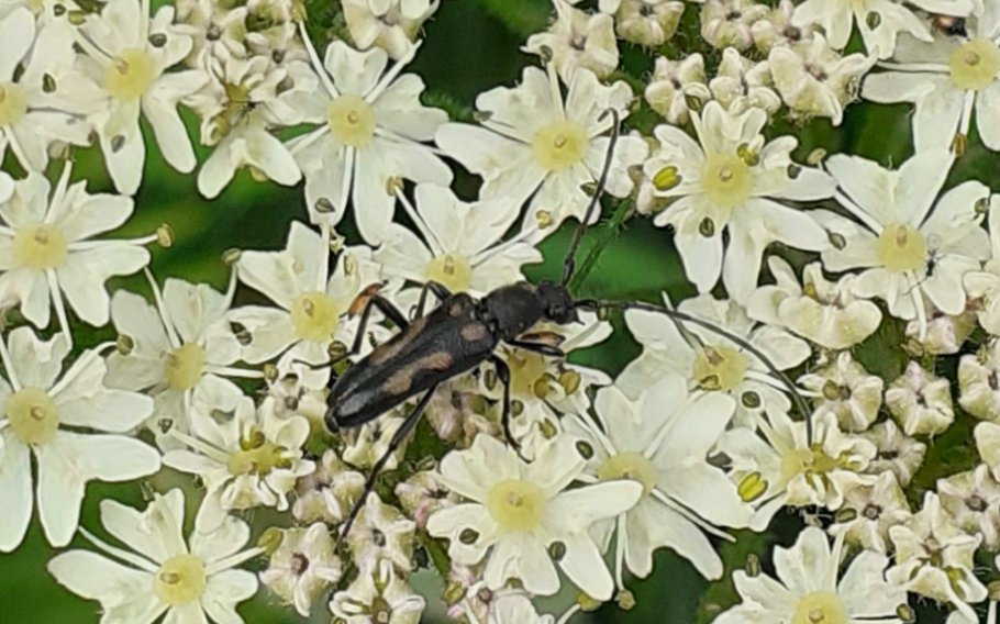 6-spotted longhorn beetle Anoplodera sexguttata on hogweed 