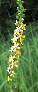 Agrimony