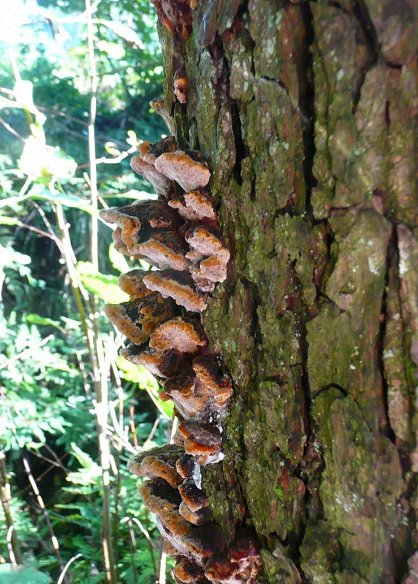 Alder bracket Mensularia radiata