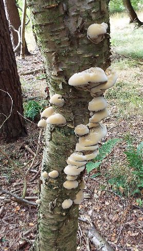 Alder bracket Xanthoporia radiata on birch 25 Sept