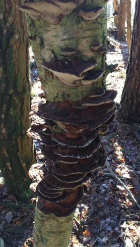 Alder bracket on birch 10 Dec