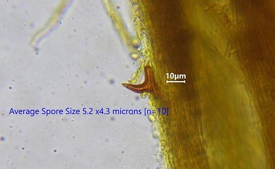 Seta and spores of Alder bracket Xanthoporia radiata on birch 10 Dec