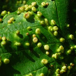 gall on alder (Eriophyes laevis)