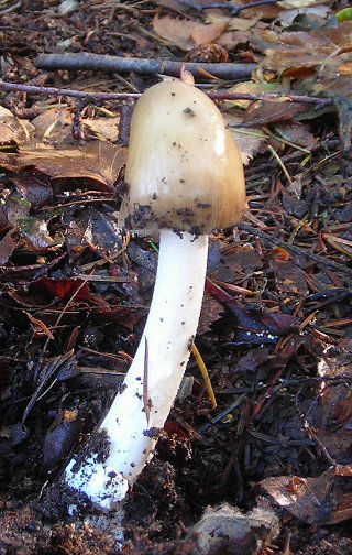 Amanita fulva