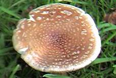 Amanita