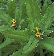 Amsinckia plant
