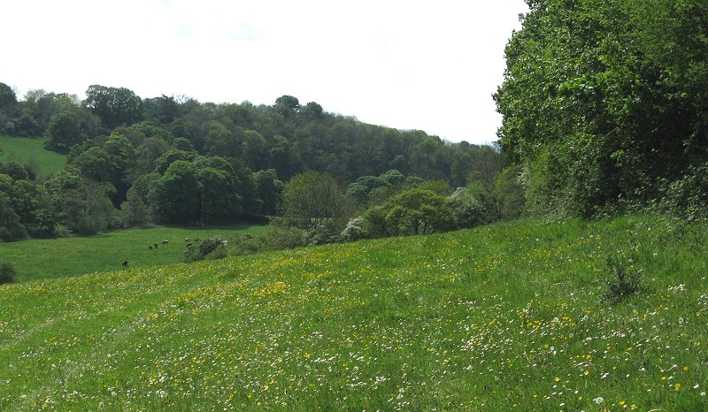 Buttercup meadow