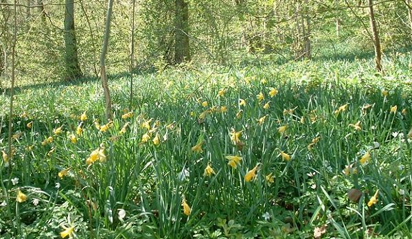 Daffodils in the wood