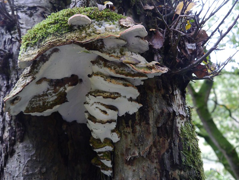 Bracket fungus on apple