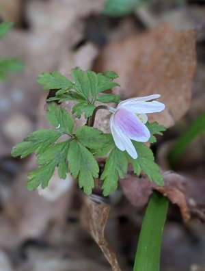 Wood anemone