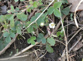 Barren strawberry Potentilla sterilis