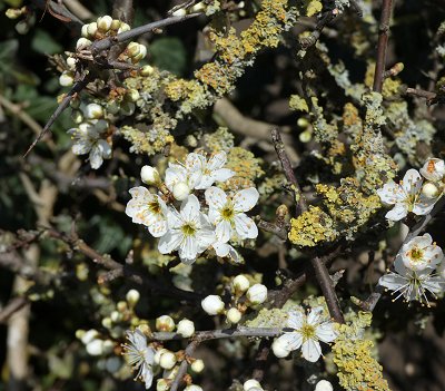 Blackthorn blossom