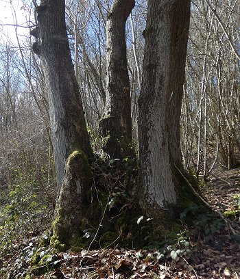 Coppice oak