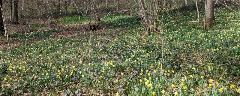 Wild daffodils