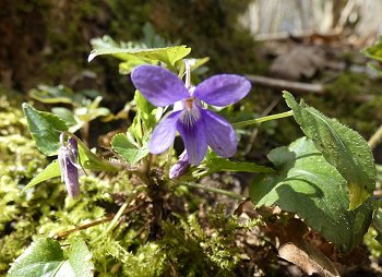 Early dog violet Viola reichenbachiana