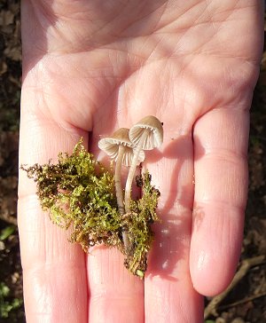 small mushroom