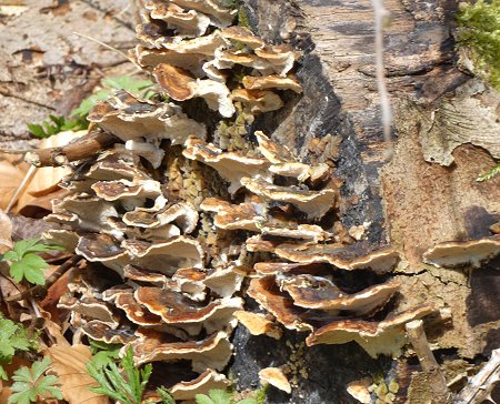 Bracket fungus