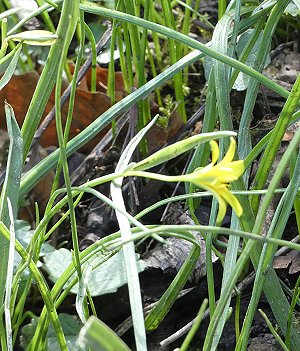 Yellow Star of Bethlehem Gagea lutea