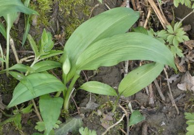 Wild garlic (Ramsnons)