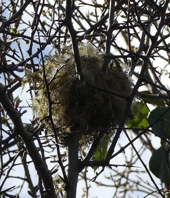 long-taled tit nest