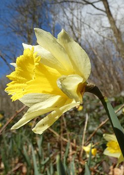 Daffodil with too many petals