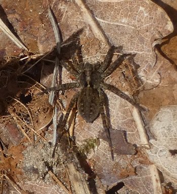 Spider in leaf litter