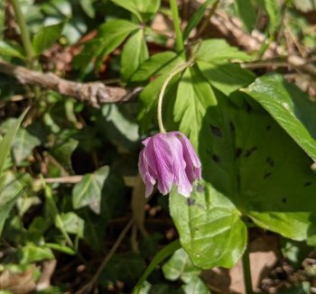 Wood anemone Anemone nemorosa