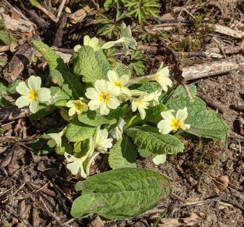 Primrose Primula vulgaris