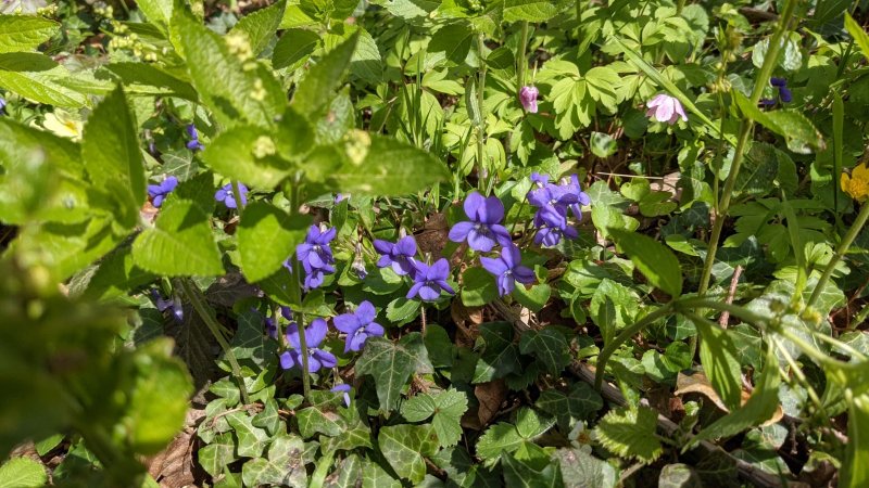 Common dog violet