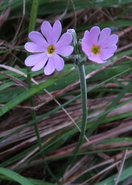 Birdseye primrose Primula farinosa