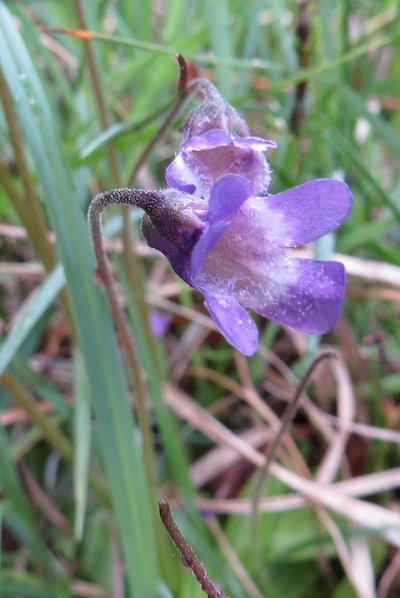 Butterwort Pinguicula vulgaris