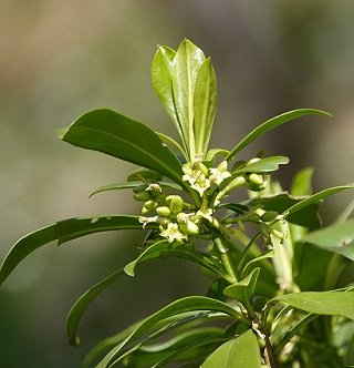 Spurge laurel Daphne laureola