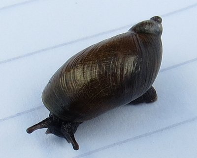 Small snail