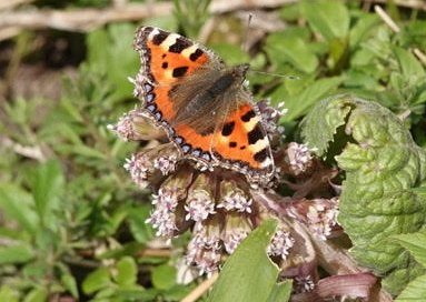 Small tortoiseshell