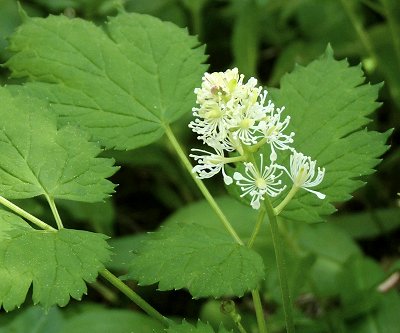 baneberry Actaea spicata